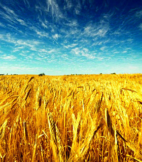 Экспорт и импорт белого золота - ситуация по пшенице в РФ и мире