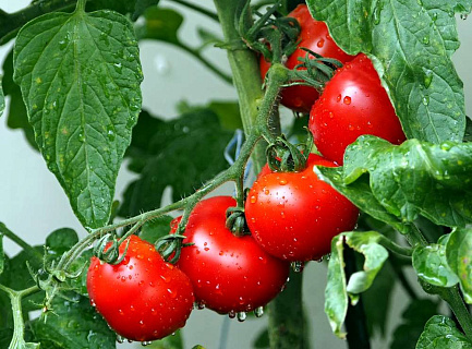 Ассоциация «Теплицы России»: цены на томаты